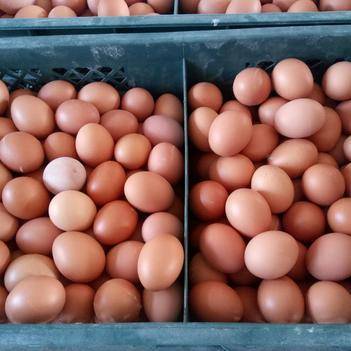 崔志大 優(yōu)質(zhì)食用農(nóng)產(chǎn)品批發(fā)供應(yīng)商的卓越之路