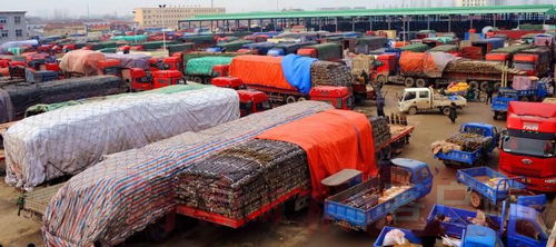 探訪商丘農(nóng)產(chǎn)品中心批發(fā)市場 全鏈條守護(hù)，托穩(wěn)群眾“菜籃子”