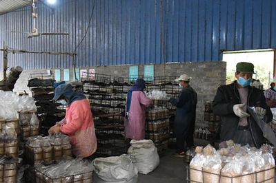 浙江江山 專班化服務(wù)助力食用菌企業(yè)復(fù)工復(fù)產(chǎn)，保障食用農(nóng)產(chǎn)品批發(fā)暢通